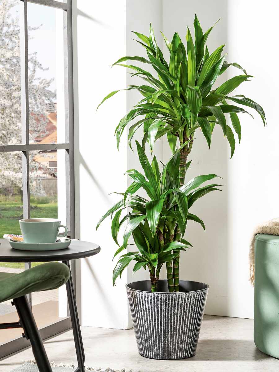 spathiphyllum sensation variegata Spathiphyllum Sensation Albo Variegated Peace Lily 4” main image 0