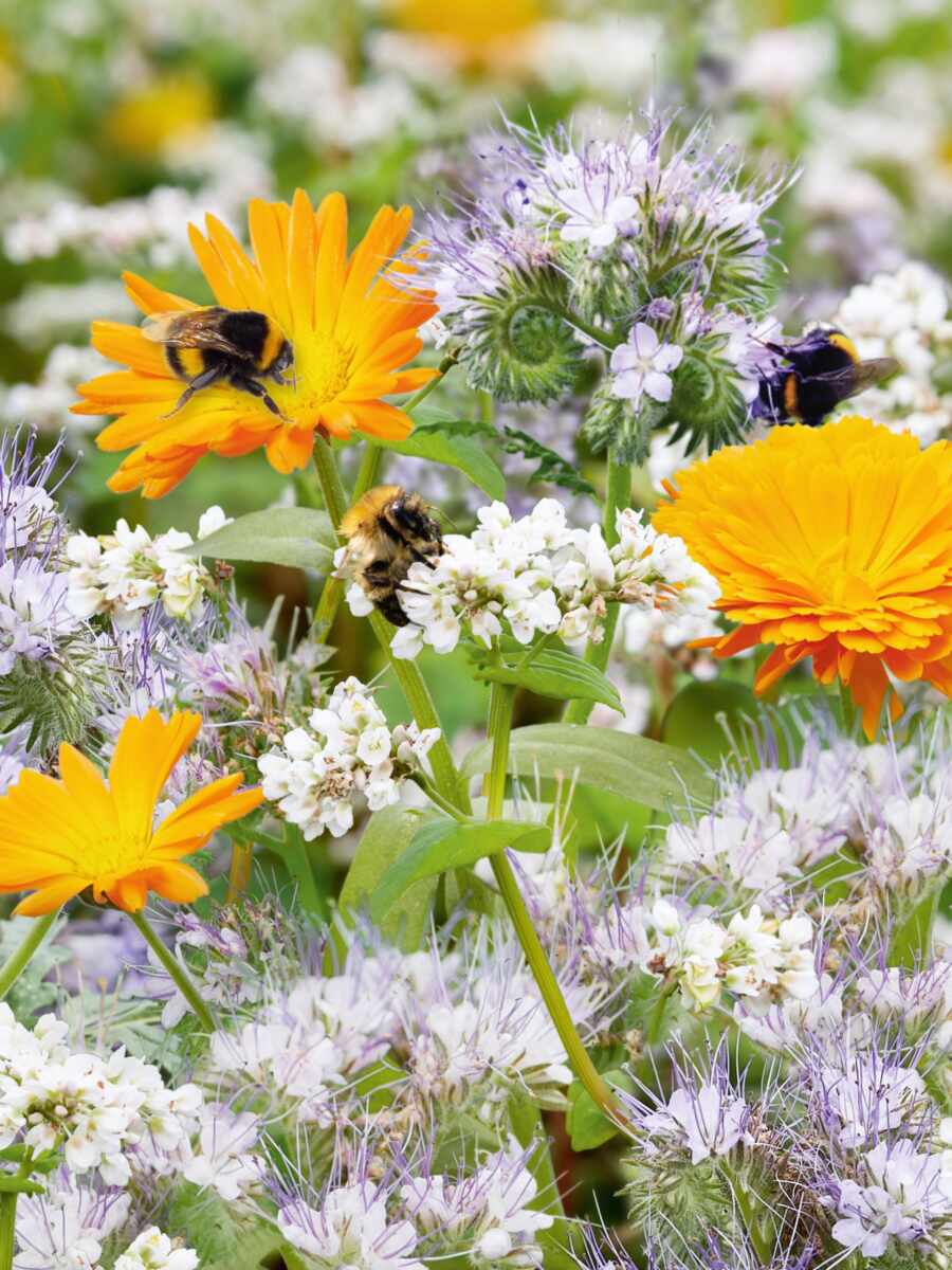 welcher dünger für den garten Gartendünger 8-8-6 Universal