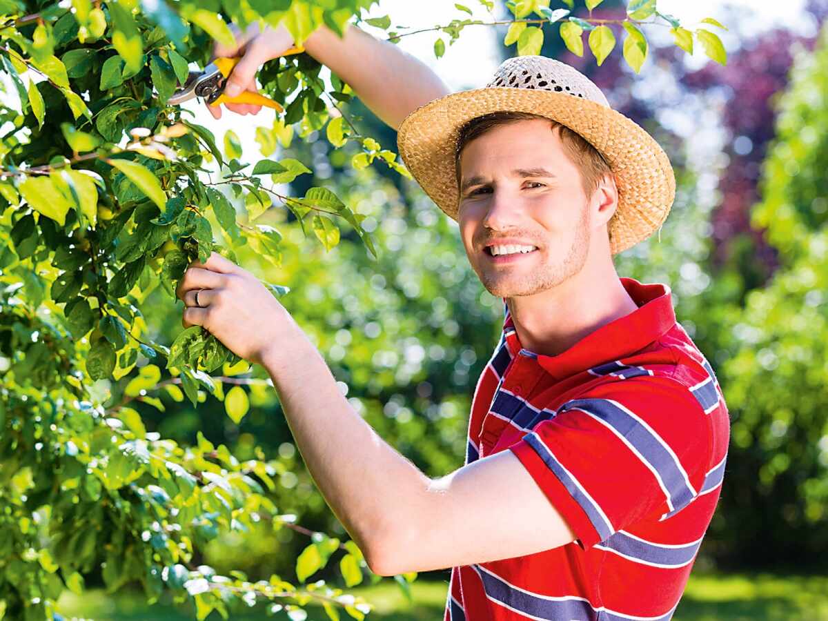 Sommerschnitt bei Obstbäumen