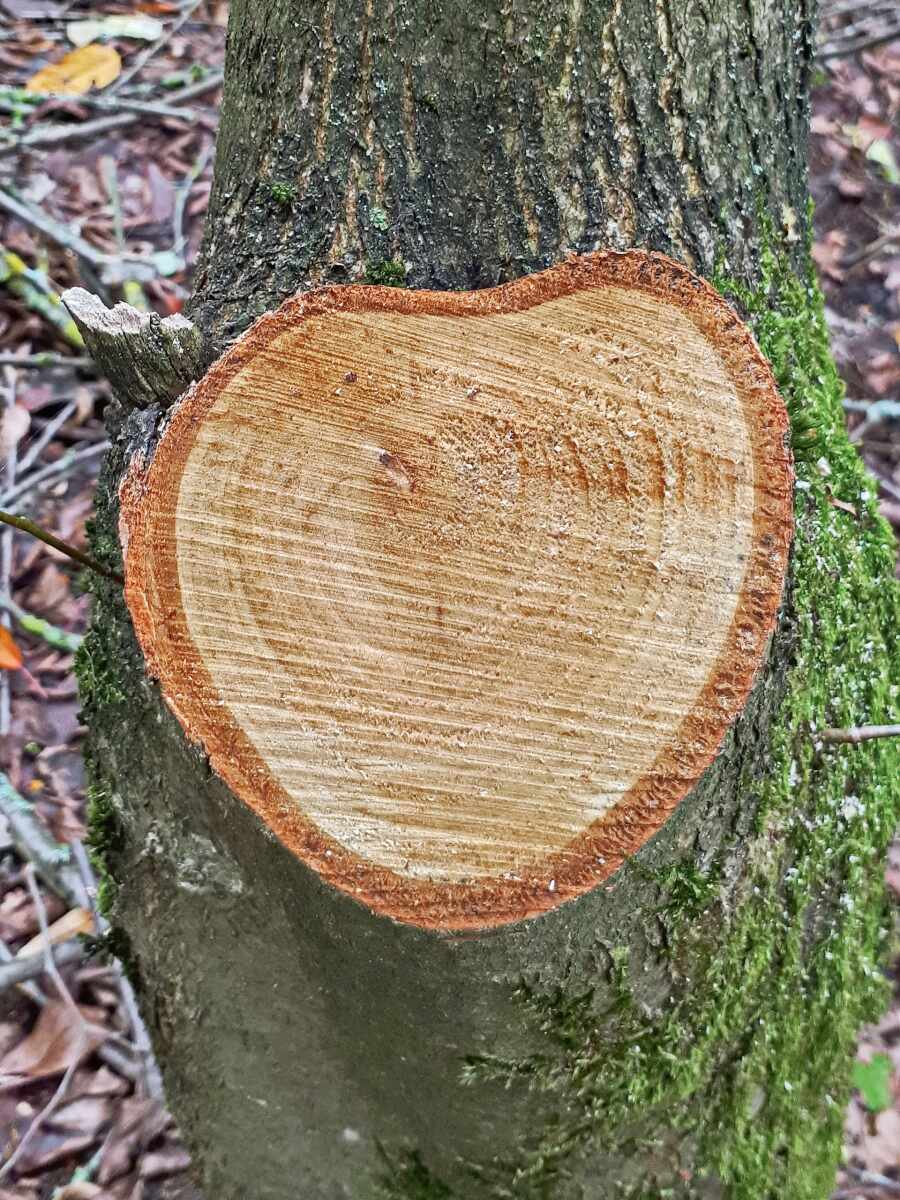SCHACHT® Baum-Manschette, 2x60 Cm St. Polybeutel