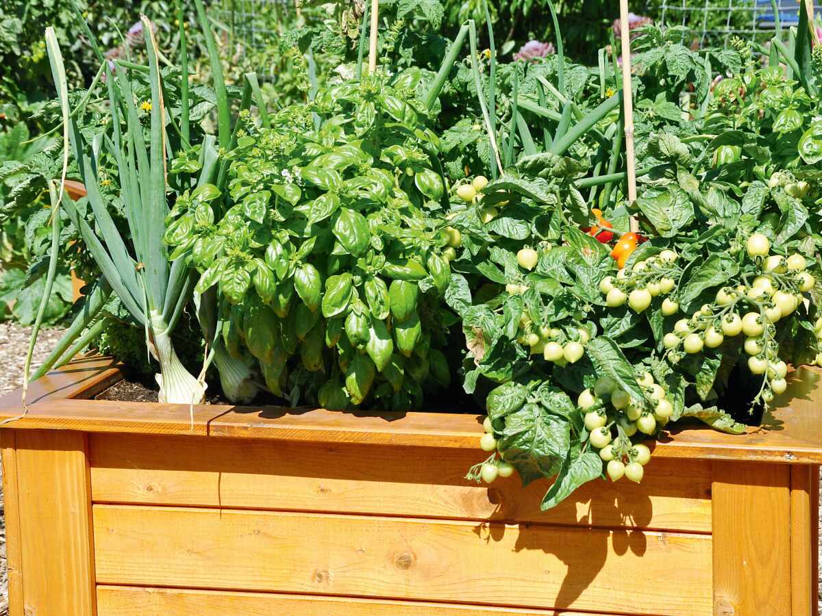 Mischkulturen im Garten