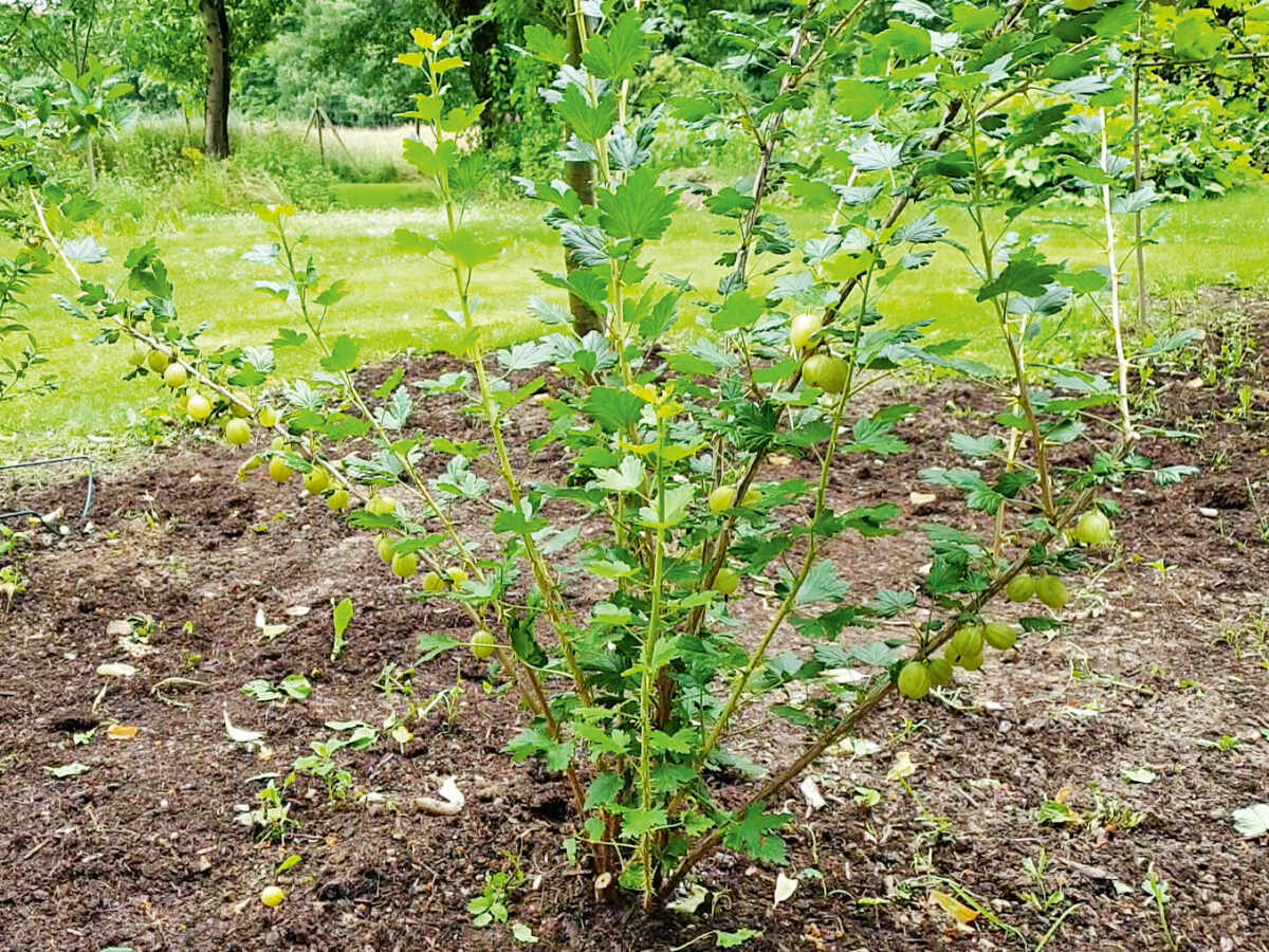 Johannisbeeren und Stachelbeeren Mit der Ernte schneiden