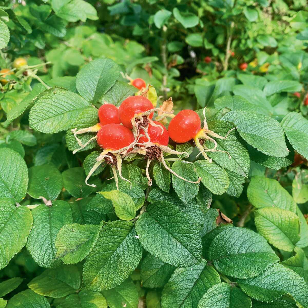 womit dünge ich weinreben ProviPlant Weinreben-Dünger: Für alle Weinrebengewächse (Vitaceae)
