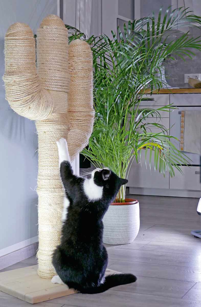 Fr die Katz: Kratzbaum im Kaktus-Look