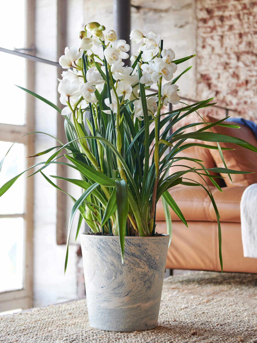 Warum sich Orchideen so gut als Wohn-Accessoires eignen