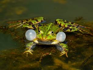 Gerade Amphibien, wie der Grünfrosch, brauchen solche selten gewordenen Lebensräume dringend.