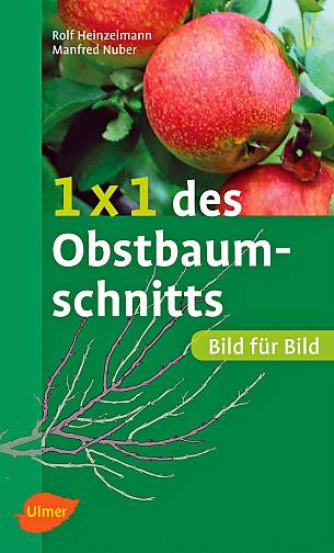 55+ Sommerschnitt Bei Obstbäumen, Der sommerschnitt wird bei stark