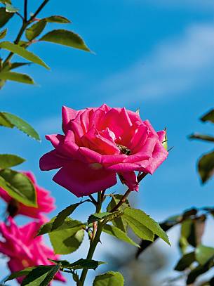 Rose 'Morning Jewel', Syn. Morning Juwel