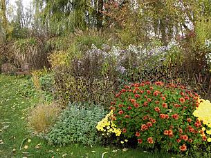 Fast bis in den November hinein blühen die weißen Herbst- und Myrtenastern (Aster ageratoides 'Ashvi'). Vorne die roten Blüten der Fetthenne.