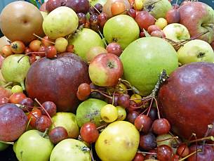 So groß ist die biologische Vielfalt beim Apfel.