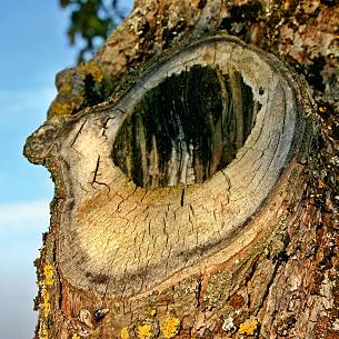 Bild 2: Alter Obstbaum mit eingefaultem Loch