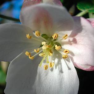 Bild 4: Griffel und Staubgefäße einer Blüte
