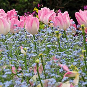 Tulpen in einer Frühlingswiese