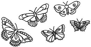 Vorlage Schmetterlinge