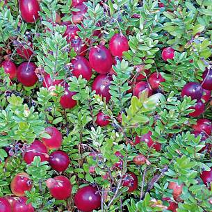 Bild 5: Frucht der Cranberry
