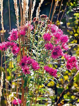 Bild 1: Glattblatt-Aster