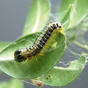 Die Larven (Raupen) werden ca. 5 cm lang. Sie sind grün mit schwarzen Punkten und Streifen sowie einem schwarzem Kopf.