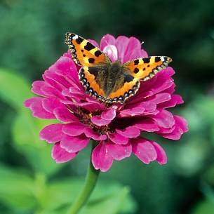 Falter auf Zinnie elegans