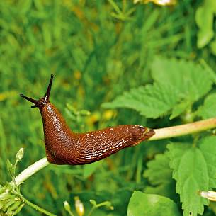 Die gefürchtete Nacktschnecke schnüffelt nach dem nächsten Leckerbissen. Hoffentlich woanders!