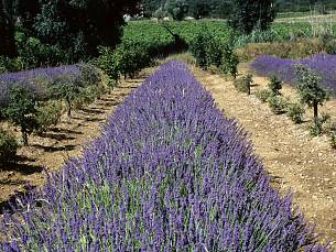 Lavendel angustifolia