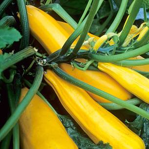 Bild 2: Gelbe Zucchini
