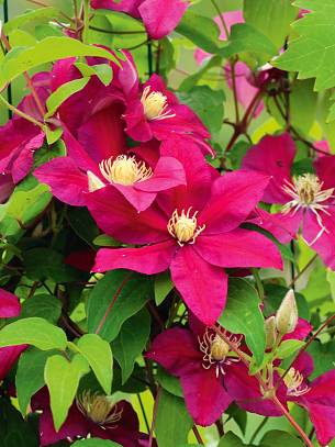 Clematis ranken optimal an großformatigen Gittern.