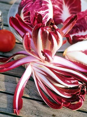 Mit rot-weißen Blättern, leicht bitterem Geschmack und vielen Vitaminen erfrischt Radicchio im Herbst.