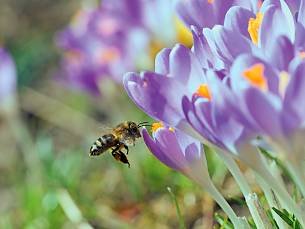 Insekten brauchen Blumen