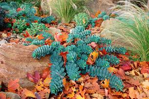 Die Walzen-Wolfsmilch (Euphorbia myrsinithes) schlängelt sich mit ihrem niederliegenden Wuchs auf trockenen, kalkigen Böden ungerührt über Herbstlaub und Schneedecke.