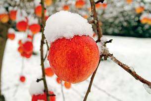 Unabhängig von der Region kommen in manchen Jahren Schnee und Frost überraschend früher als sonst.