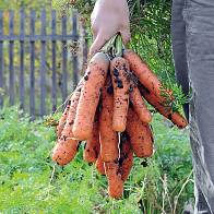 Eigene Karotten sind ein unglaublicher Genuss.