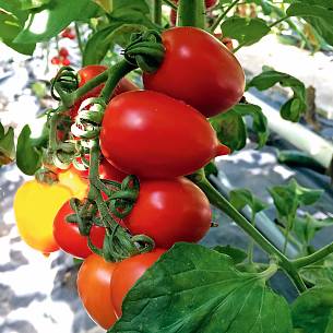 Bild 2: Eiertomate ‘Zipfelchen’