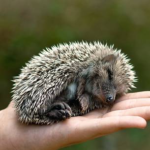 Igel im Winterschlaf