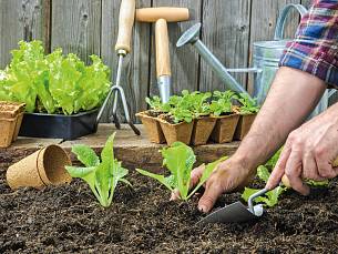 Salat-Jungpflanzen müssen „pendeln können“, sagen Profis: Stehen sie zu tief, faulen die Herzblätter.