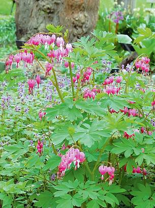 Im Frühling steht das Tränende Herz in einem Teppich aus lila Taubnesseln. Ein Storchschnabel könnte an ­dieser Stelle im Frühsommer die Blührolle übernehmen.