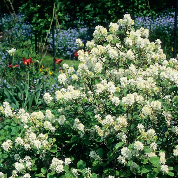 10 Kleinbleibende Gehölze für Kleine Gärten Die besten Bäume und Sträucher