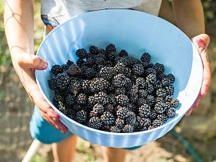 Bild 1: Fitness aus der Schüssel: frische Brombeeren