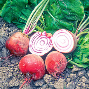 Rote Bete ‘Chioggia’ sind nicht nur gesund, sondern auch dekorativ.