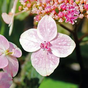 Bild 4a: Tee-Hortensien Blüte