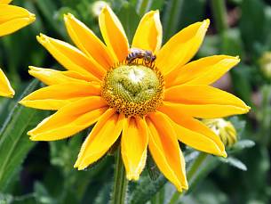 Wenn Bienen beim Pollen sammeln von Blüte zu Blüte fliegen, bestäuben sie die Pflanzen.