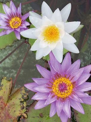 Die Weiße Seerose (Nymphaea alba) gibt es auch in farbigen Sorten.