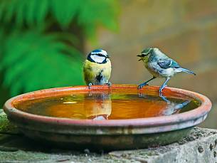 Mama Blaumeise bekommt was vom Nachwuchs zu hören. Vogelbecken nicht zu nah am Boden aufstellen!