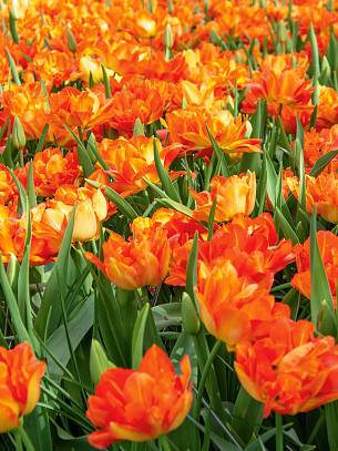 Ein oranges Blütenmeer zaubert die neue gefüllte Tulpe ‘Monte Orange’.