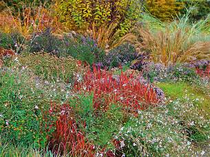 Japanisches Blutgras ‘Red Baron’ (Imperata cylindrica) zwischen violetten Astern und weißen Prachtkerzen