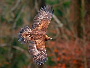 In Europa zählt der Steinadler zu den größten Greifvögeln.