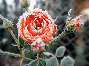 Vom Raureif überrascht: Noch trägt der Strauch zauberhafte Blüten, geht aber bald in die Winterruhe.