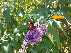 Sommerflieder-Blüte am diesjährigen Trieb (s. Pfeil)