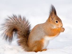 Eichhörnchen sitzt im Schnee im Park