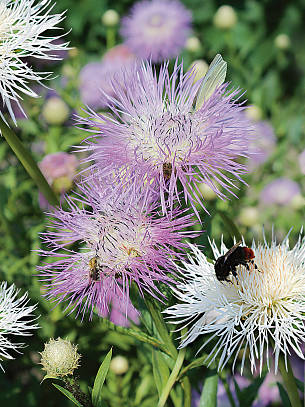 Bild 2: An großen Blüten der neuen Kornblumen-Mischung 'Aloha' laben sich gern Bienen und Hummeln.