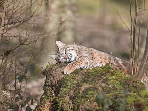 Luchs im Wald.